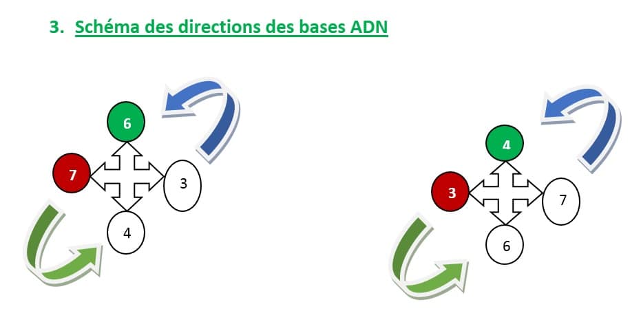 ARN_ADN_Schema_direction