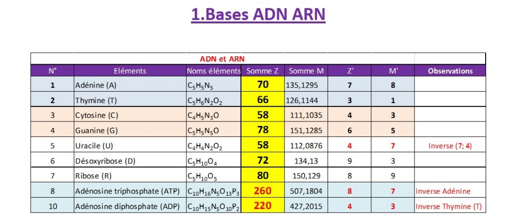 base-adn-arn