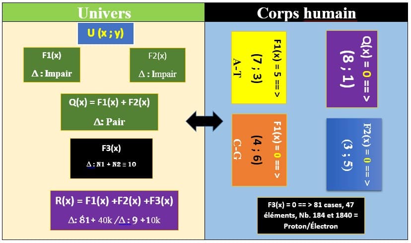 adn-humain-vs-adn-univers