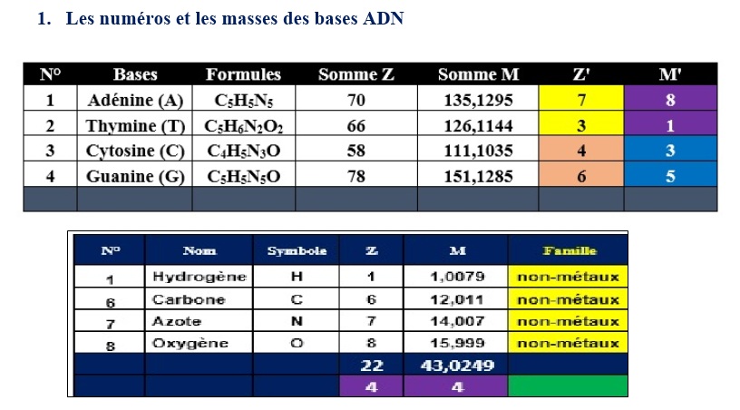 numero-et-masse-bases-adn